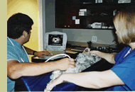 Ultrasound in progress